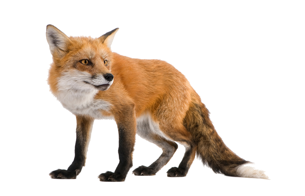 boss-ass-living-fox-image boss-ass-living-fox-image